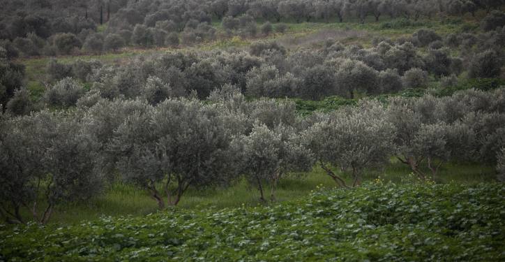 View of fields of olive trees in the lower Galilee, on February 7, 2019. Photo by Hadas Parush/Flash90 *** Local Caption *** ????
??? ???
????
?????
???
?????
???
???? ?????
????