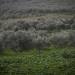 View of fields of olive trees in the lower Galilee, on February 7, 2019. Photo by Hadas Parush/Flash90 *** Local Caption *** ????
??? ???
????
?????
???
?????
???
???? ?????
????