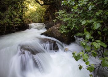 View of the Banias springs in Northern Israel on April 13, 2019, The Banias spring which begin at the foot of Mount Hermon where the water rushes with great force though a canyon-like channel, losing 190 meters in altitude over the course of 3.5 kilometers to form the Banias waterfall, one of the most beautiful in Israel. Hula Valley at the Golan Heights in northern Israel.  Photo by Doron Horowitz/Flash90 *** Local Caption *** ??? ?????
???
???
???
???
???
?????
??? ?????
????
????