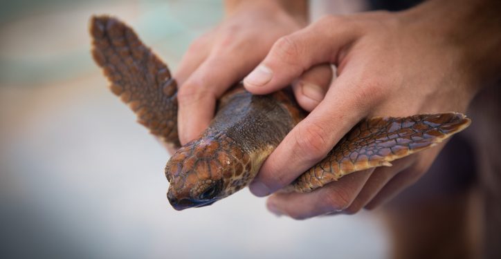 A worker holds a young loggerhead sea turtle at the Israeli Sea Turtle Rescue Center, a branch of the Israel Nature and Parks Authority, in Mikhmoret, on September 18, 2017. The center rescues turtles from the sea and the beaches that were injured by boats, fishing, or pollution such as plastic bags and ropes. Turtles can often get tangled in strings and ropes left in the water resulting in the loss of limbs. Photo by Hadas Parush/Flash90

 *** Local Caption *** ??? ?? 
?? ??
?????
????? ????? ????? ??? ??
???? ???? ??????
???
????
???? ????
???? ?????
??????
??
?????
???????
????
????